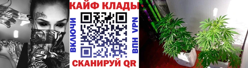 Какие есть наркотики Оренбург Галлюциногенные грибы  A-PVP  ГАШИШ  Мефедрон  Кокаин  Бошки Шишки 